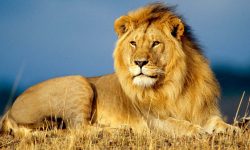 African-lion