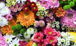 Flowers wall background with amazing red,orange,pink,purple,gree