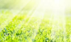 field-grass-sunshine-background-fall-32798479