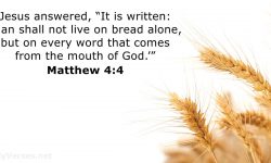 matthew-4-4-2