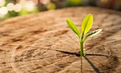 new-life-concept-seedling-growing-sprout-tree-new-life-concept-seedling-growing-sprout-tree-business-development-99382656