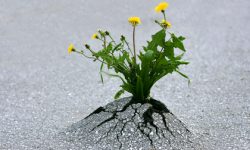 Plants emerging through rock hard asphalt. Illustrates the force of nature and fantastic achievements!